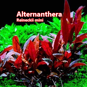 Alternanthera reineckii mini